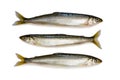 Sea Shishamo smelt fish isolated