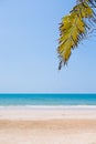 Sea shore with clear sky and coconut leaves