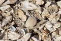 Sea shore covered with oysters and shells thrown out by storm Royalty Free Stock Photo