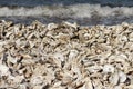 Sea shore covered with oysters and shells thrown by the storm Royalty Free Stock Photo