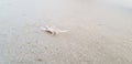 Small sea shore Crab Royalty Free Stock Photo