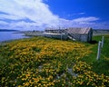 Sea shore with flovers