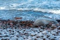 Sea shore in ice and snow in winter, icy rocks on the beach Royalty Free Stock Photo