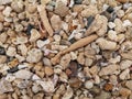 Sea shore sand,shells,corrals,stones,rocks background texture on the beach Royalty Free Stock Photo