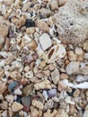 Sea shore sand,shells,corrals,stones,rocks background texture on the beach Royalty Free Stock Photo