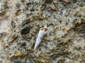 Sea shore sand,shells,corrals,stones,rocks background texture on the beach Royalty Free Stock Photo