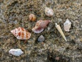 Sea shore sand,shells,corrals,stones,rocks background texture on the beach Royalty Free Stock Photo