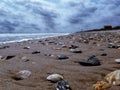 Sea shore sea shells