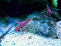 Sea shrimp Rinhocynetes durbanensis Dancing or Shrimp-camel Royalty Free Stock Photo