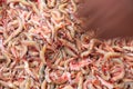 sea shrimp stock on market Royalty Free Stock Photo