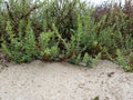 Sea shrub in a island