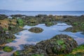 Sea side green seaweeds on roks