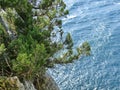 Sea and skala. Crimean landscape. Pine tree on the southern spur of Cape AI-Todor. Royalty Free Stock Photo