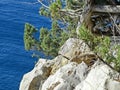 Sea and skala. Crimean landscape. Pine tree on the southern spur of Cape AI-Todor.