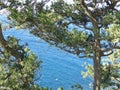 Sea and skala. Crimean landscape. Pine tree on the southern spur of Cape AI-Todor.