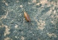 Sea slater (sea louse) on stone background Royalty Free Stock Photo