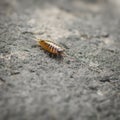 Sea slater (sea louse) on stone Royalty Free Stock Photo