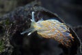 Sea Slug Royalty Free Stock Photo