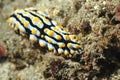 Sea slug in bali Royalty Free Stock Photo