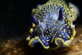 Sea slug with black background underwater scene Royalty Free Stock Photo