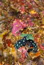 Sea Slug, Bunaken National Marine Park, Indonesia Royalty Free Stock Photo