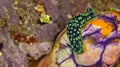 Sea Slug, Bunaken National Marine Park, Indonesia Royalty Free Stock Photo