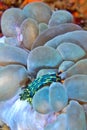 Sea Slug, Lembeh, Indonesia Royalty Free Stock Photo