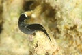Sea slug Mariaglaja inornata Royalty Free Stock Photo