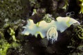 Sea Slug or Nudibranch (Ardeadoris Egretta) in the filipino sea January 9, 2012