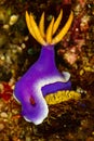 sea slug nudibranch hypseledoris apolegma Royalty Free Stock Photo