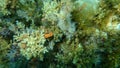 Sea slug redbrown nudibranch or redbrown leathery doris Platydoris argo undersea, Aegean Sea.