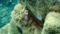 Sea slug redbrown nudibranch or redbrown leathery doris Platydoris argo undersea, Aegean Sea.