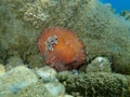 Sea slug redbrown nudibranch or redbrown leathery doris Platydoris argo undersea, Aegean Sea, Greece.