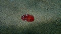 Sea slug redbrown nudibranch or redbrown leathery doris Platydoris argo undersea, Aegean Sea.