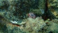 Sea slug redbrown nudibranch or redbrown leathery doris Platydoris argo undersea, Aegean Sea.