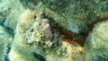 Sea slug redbrown nudibranch or redbrown leathery doris Platydoris argo undersea, Aegean Sea.