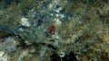 Sea slug redbrown nudibranch or redbrown leathery doris Platydoris argo undersea, Aegean Sea.