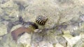 sea slugs on the beach almost washed away by the waves Royalty Free Stock Photo