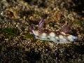 Sea slugs - Nudibranch Royalty Free Stock Photo