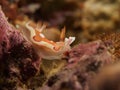 Sea slugs - Nudibranch Royalty Free Stock Photo