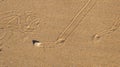 Sea slugs make patterns in the sand Royalty Free Stock Photo