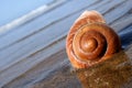 Sea Snail Royalty Free Stock Photo