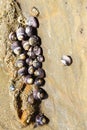 Sea snail cluster