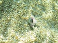 Underwater closeup picture of purple sea snail shell on a sunny pebble seabed