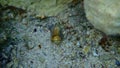Sea snail flag cone or vexillum cone (Conus vexillum) undersea, Red Sea Royalty Free Stock Photo