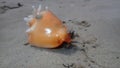 Sea snail Florida fighting conch, Strombus alatus, thrown ashore after the storm, Atlantic Ocean coast, Cuba, Varadero Royalty Free Stock Photo