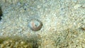 Sea snail Great top shell or turban topsnail, turban top shell Gibbula magus undersea, Aegean Sea