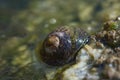 Sea snail macro Royalty Free Stock Photo