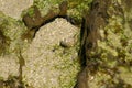 Sea snail near Candlagan Creek, Broulee Beach