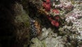 Sea snail Porcelaines Cowries close up underwater on seabed White Sea.